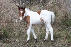 NEW FOR THURSDAY: Assateague Foal Naming Contest Nears End