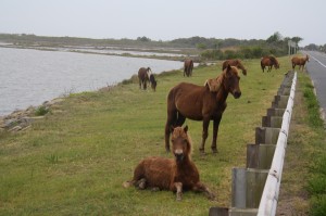NEW FOR THURSDAY: Assateague Ruled Out As Possible Wind Farm Connection Site