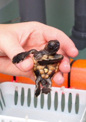 NEW FOR FRIDAY: Turtle Hatchling Survivor ‘Doing Great’, Moving To NC