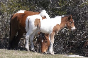 NEW FOR THURSDAY: Assateague’s ‘Name That Foal’ Auction Sets Record