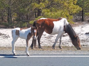 Assateague Welcomes New Filly