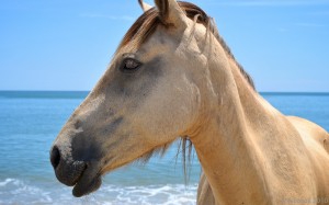 NEW FOR TUESDAY: Beach Horseback Riding Clears Council