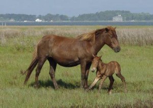 Season’s 3rd Foal Born On Assateague; Addition Is 10th For Island Mare