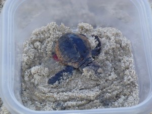 Viable Sea Turtle Nest Discovered