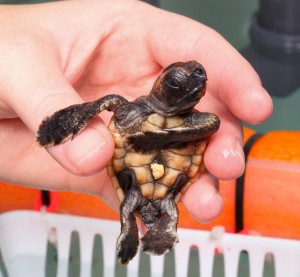 NEW FOR THURSDAY: One Turtle Hatchling Thriving After Being Relocated From Assateague