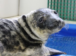 Juvenile Seal Returns To Ocean After Completing Rehab