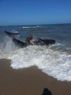 Pilot Whale Came Ashore Twice On Assateague Island; Day Later, Whale Found Dead In Jersey