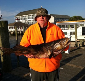 24-Pound Cod Could be New State Record