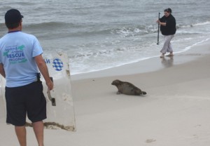 Rescued Seal Released After Extensive Rehabilitation