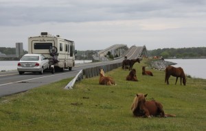 Assateague Horse Struck, Killed By Vehicle On Labor Day