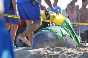 Dolphin Deaths Continue To Climb In Region; Two High-Profile Incidents In OC Reported Last Week