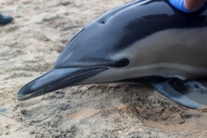 Fatal Dolphin Reports Spike With Three Found In Ocean City Last Week