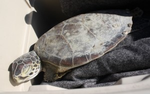 Green Sea Turtle Rehabbing At Aquarium After Being Found In OC
