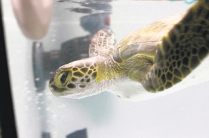 Cold Stunned Turtle’s Condition Improving At Aquarium