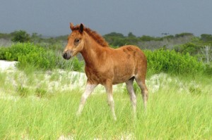 Assateague Pony Naming Auction Raises $3K