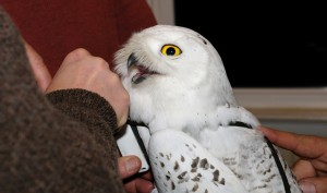 ‘Irruption Year’ Brings Snowy Owls To Region; Scientists To Track Migration