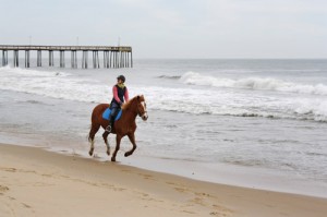 No Bids For Beach Horse Proposal