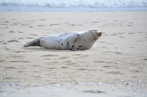 Precautions With Seals Urged