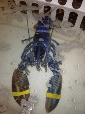 Rare Blue Lobster Joins National Aquarium