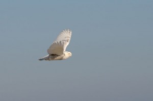 Scientists Continue To Track Snowy Owl Tagged On Assateague
