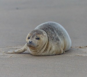 Seals Beginning To Show Up On Ocean City, Assateague Beaches