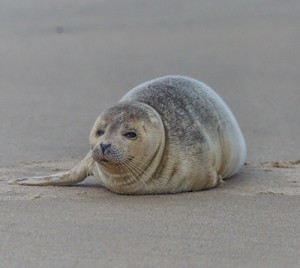 Seals Beginning To Show Up On Ocean City Beaches