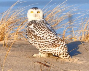 Snowy Owl Winter Irruption Not Expected To End Soon