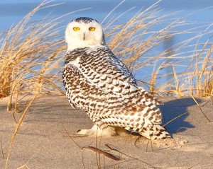 Snowy Owl Winter Irruption Not Showing Signs Of Ending Soon