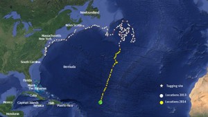 Scientists Tracking Young Mako Shark’s Unusual Track