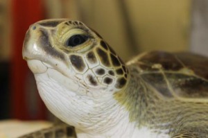 Stunned Turtle Rescued In Ocean City Eyes Release