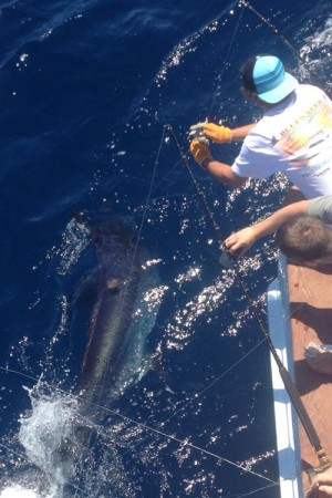 First Blue Marlin Caught