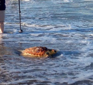 Four Loggerhead Turtles Released From Assateague After Rehab Stint