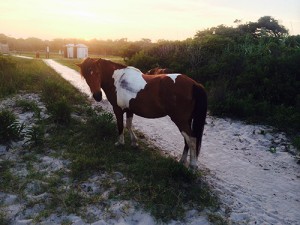 Assateague Horse Recovering After Being Struck By Vehicle