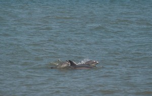 Recent Dolphin Mortality Event Remains A Concern