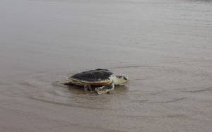 Rehabbed Sea Turtle Released From Assateague Island
