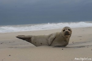 Early Seal Sighting On OC Beach