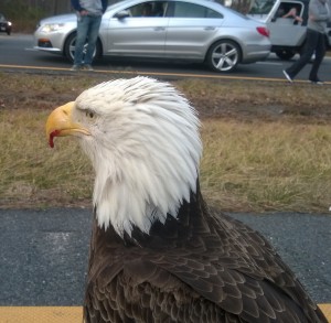 Injured Bald Eagle Reportedly Recovers On Its Own
