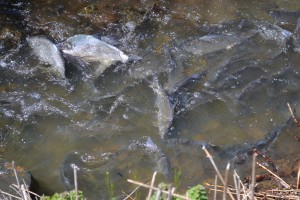 Spawning Shad Attract Onlookers Near Ocean Pines Pond