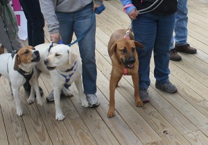 Committee Seeks Another Month Of Boardwalk Pets; City Delays Decision On Request