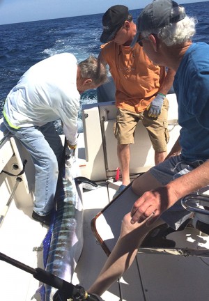 Season’s First White Marlin Breaks Record