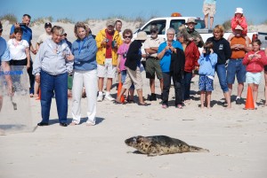Lilly The Seal Reluctantly Returns To Ocean After Rehab Stint