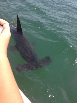 Multiple Shark Sightings Create ‘An Unusual Week In Ocean City’
