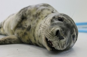 Next Week’s Rehabbed Seal Release Marks A Milestone For Aquarium Program
