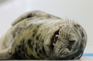 Next Week’s Seal Release Marks A Milestone For Aquarium Program