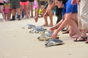 Seven Rehabilitated Turtles Released On Assateague