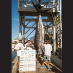 The “Makara” out of Ocean City weighed this 566-pound blue marlin on Wednesday during the MidAtlantic, taking first place in the division and earning $196,836. Photo courtesy Hooked on OC 