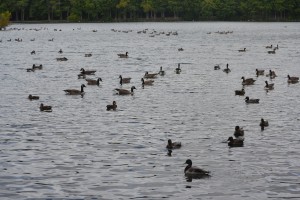 Have Measures Worked In Ocean Pines To Control Geese Population?