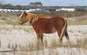 Assateague Horse Named After Young Cancer Victim