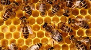State Legislature Approves Ban On Potent Bee Killing Pesticides