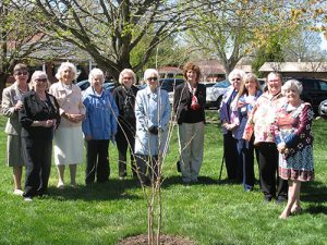 Daughters Of American Revolution Plant Crepe Myrtle On Worcester Prep School Grounds In Memory Of Deceased Chapter Member